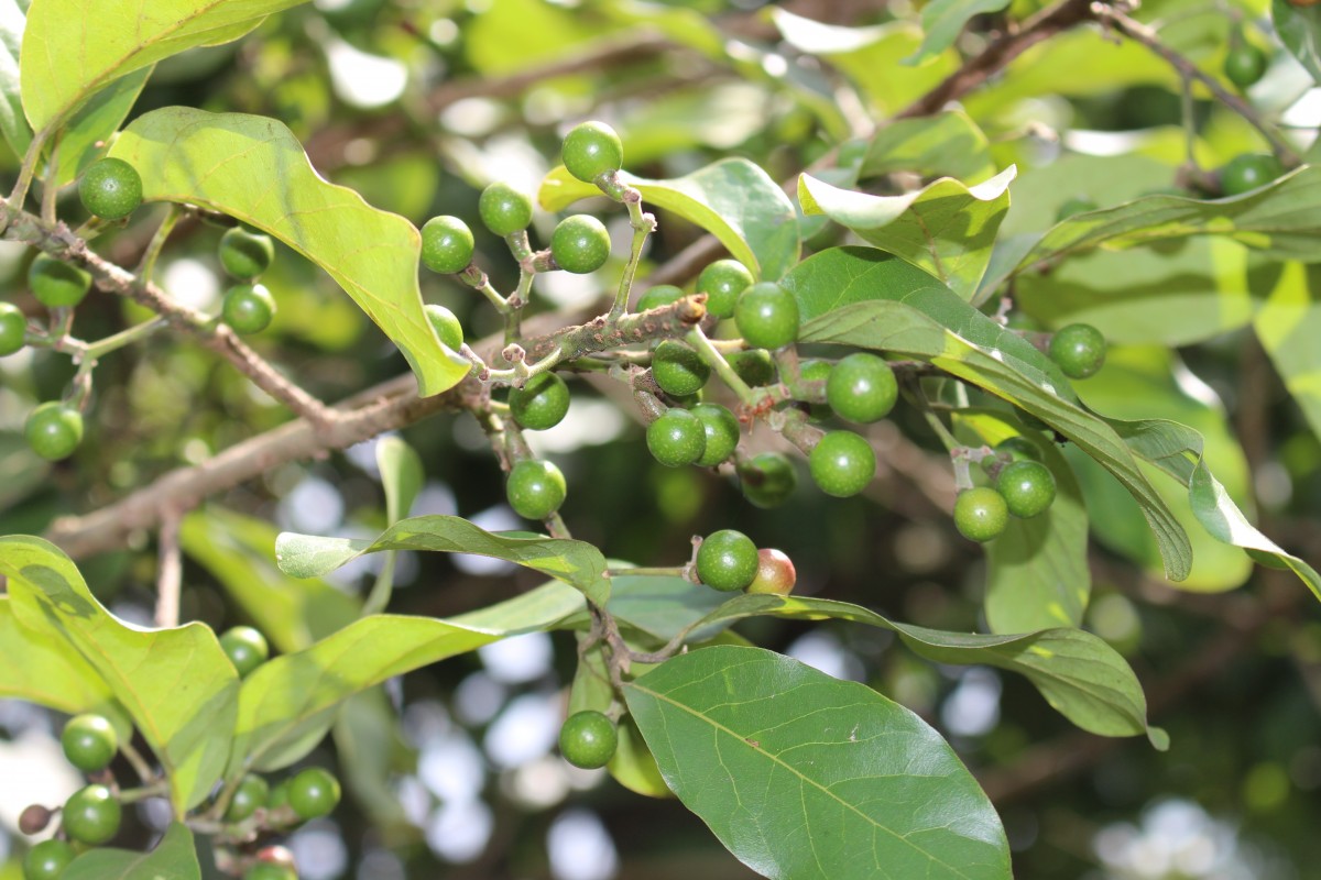 Litsea glutinosa (Lour.) C.B.Rob.